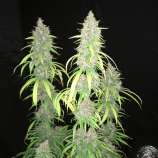 MassMedicalStrains Oldtimer's Pupil