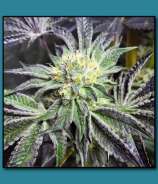 Matanuska Thunder Seeds MTF Cookies