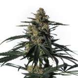 Medical Marijuana Genetics Nightingale