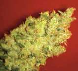 Medical Seeds Co. Jack La Mota