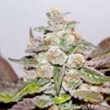 Medical Seeds Co. Mendocino Purple Kush