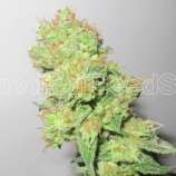 Medical Seeds Co. Y Griega CBD