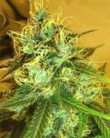 Medicann Seeds Blue Mountain Durban