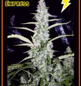 Mephisto Genetics Fantasmo Express