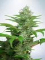 Ministry of Cannabis Auto CBD Star