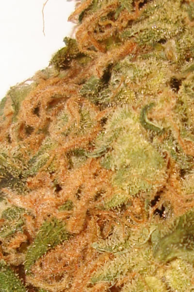 Biggest Cannabis Bud