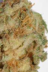 Ministry of Cannabis White Widow