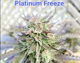 misterD Farmhouse Platinum Freeze