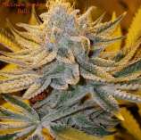 Mr Grow Guy Platinum Monkey Balls