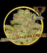 Auto Northern Cream