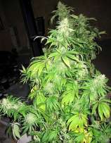 Mr Nice Seedbank Critical Mass