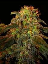 Mudro Seeds Mountain Kush