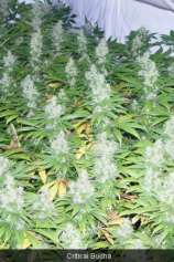 Mystic Seeds Critical Budha