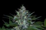 Natural Genetics Seeds C 13