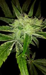 Natural Genetics Seeds LemonBerry