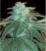 Natural Genetics Seeds Malana Lemon Hashplant