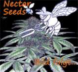 Nectar Seeds C99