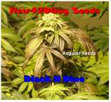 New420Guy Seeds Black n Blue