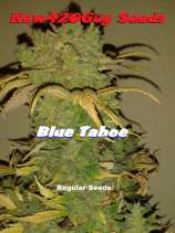 Blue tahoe seeds