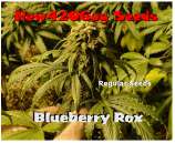 New420Guy Seeds Blueberry Rox