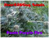New420Guy Seeds Pauls Purple Fire