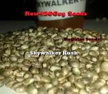 New420Guy Seeds Skywalker Kush