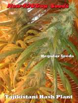 New420Guy Seeds Tajikistani Hash Plant