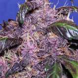 New420Guy Seeds True Purple Haze Auto