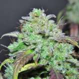 Night Owl Seeds Blue Microverse