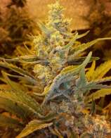 Night Owl Seeds Tyrone Stomper