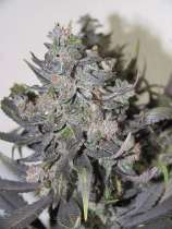 Nirvana Seeds Blue Mystic Automatic