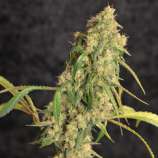 NorStar Genetics Sour Chelumbian