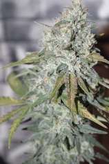 Old Dutch Genetics Babylon Mist