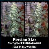 Old Dutch Genetics Persian Star