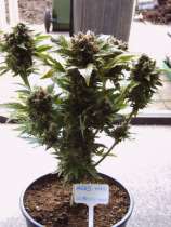 Omni Seeds Angels Auto Mix