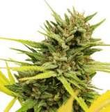 One Premium CBD Seeds Very Cherry Berry