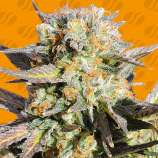 Original Sensible Seeds Grandaddy Black