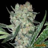 Original Sensible Seeds Juanita