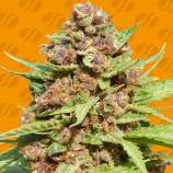 Original Sensible Seeds Purple Punch Cookies