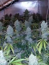 Paisa Grow Seeds Fast Mass Haze