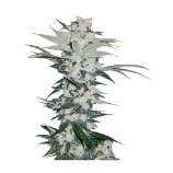 PEV Seeds Bank Piensa En Diesel Auto