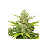 PEV Seeds Bank Piensa En Skunk Auto