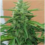 PEV Seeds Bank Piensa en Jack Herer Auto