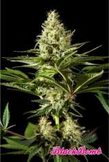 Philosopher Seeds Black Bomb