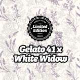Philosopher Seeds Gelato 41 x White Widow