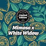 Philosopher Seeds Mimosa x White Widow