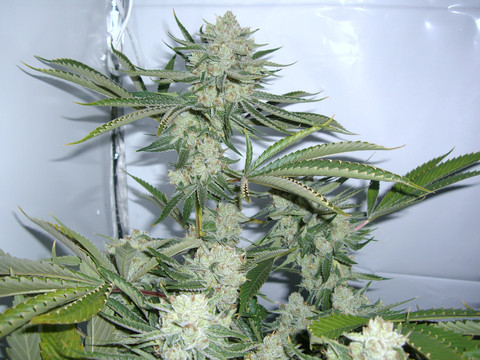 Motorbreath From Pisces Genetics Strains Io Cannabis Marijuana Strain Info