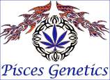 Pisces Genetics Romulan Haze