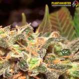 Plantamaster Seeds Amnesia Original