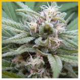 Plantamaster Seeds Durban Poison IBL